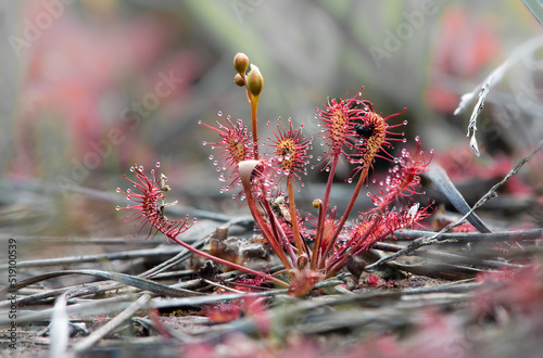 Drosera intermedia or the oblong-leaved sundew, spoonleaf sundew, spatulate leaved sundew, is an insectivorous plant