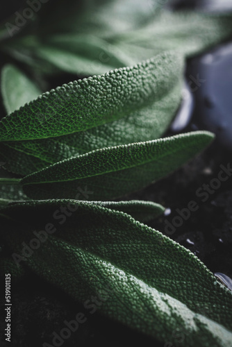 Fresh sage leaves. Green and wet sage leaves freshly picked from the home garden.
