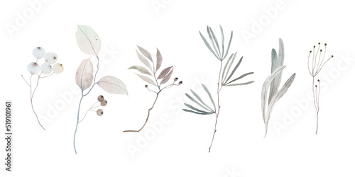 Watercolor branches and leaves of plants set. Natural objects isolated on white background.