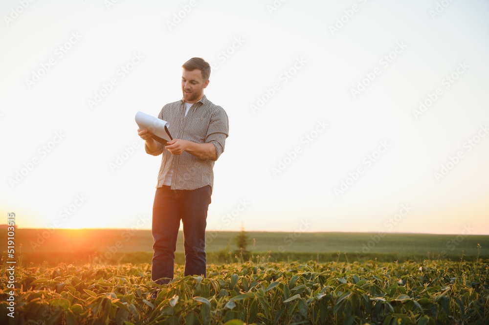 A farmer inspects a green soybean field. The concept of the harvest A farmer inspects a green soybean field. The concept of the harvest