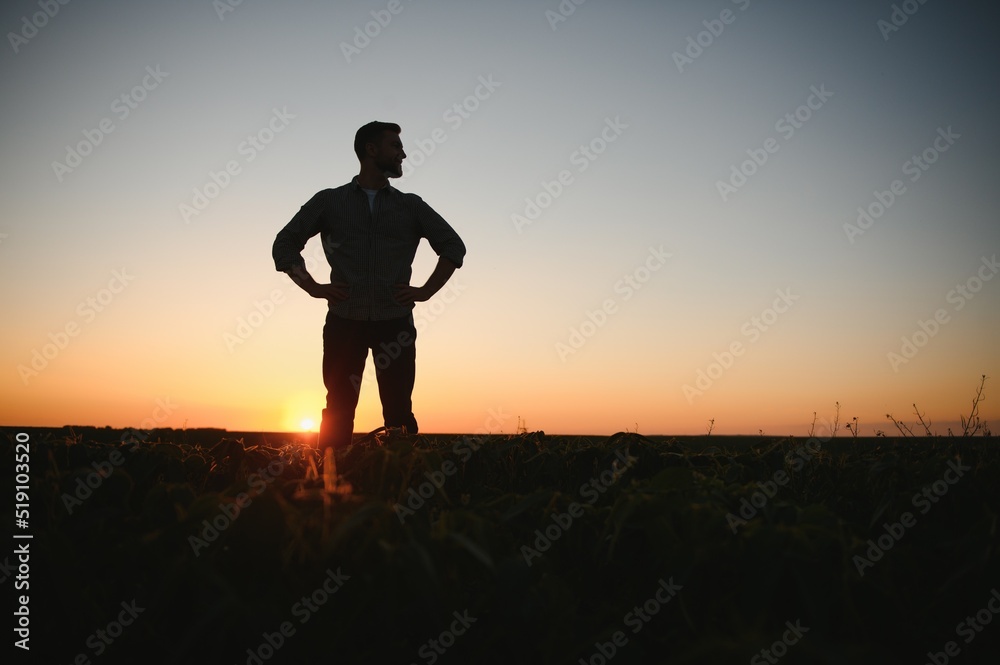 A farmer inspects a green soybean field. The concept of the harvest A farmer inspects a green soybean field. The concept of the harvest