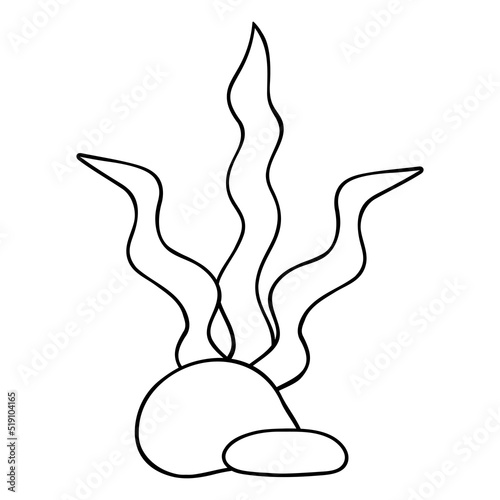 Seaweed behind pebbles. Underwater vegetation grows on the ocean floor. Kelp. Sketch. Vector illustration. Outline on isolated background. Coloring book for children. Doodle style. Aquarium decoration