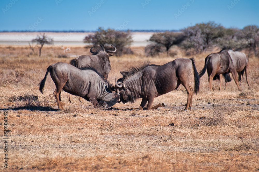 Fototapeta premium Wildebeest, Etosha National Park, Namibia