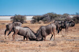 Wildebeest, Etosha National Park, Namibia