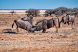 Wildebeest, Etosha National Park, Namibia
