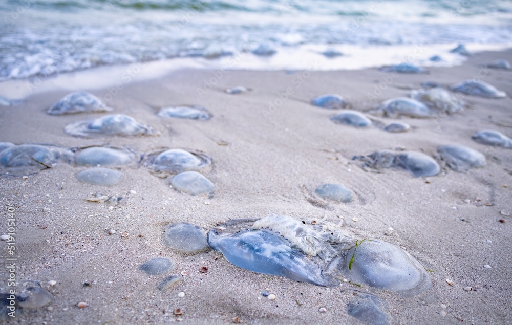 Dead jellyfish lie on a sandy shore signed by water on the Sea of Azov