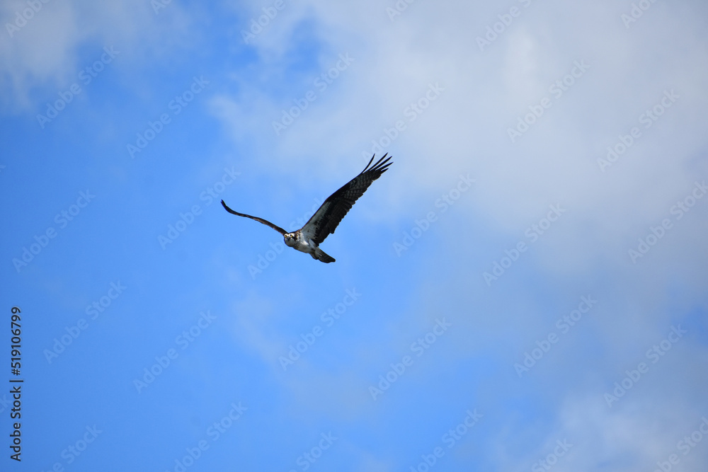 Osprey in Flight with Light Clouds in the Sky Osprey in Flight with Light Clouds in the Sky