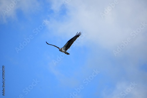 Osprey in Flight with Light Clouds in the Sky