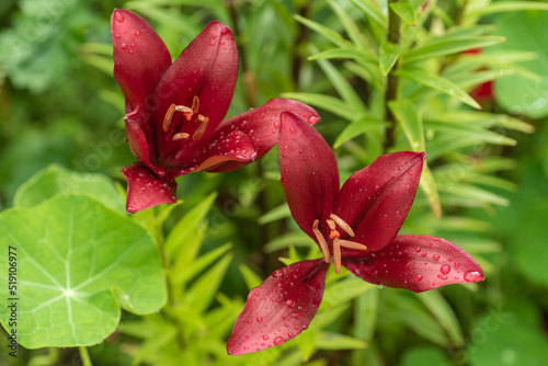Burgundy lii flowers with raindrops on petals  outdoors  blurred background