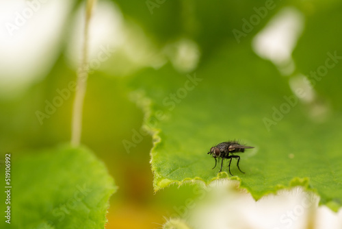 A fly sits on a green leaf of a cucumber, close-up macro