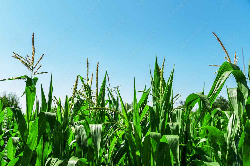 Fototapeta premium Low angle vew of corn field against clear sky. Background of green corn field