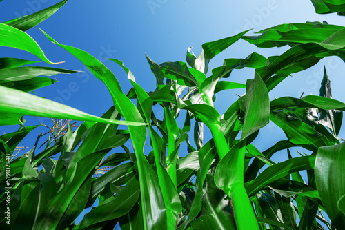 Low angle vew of corn field against clear sky. Background of green corn field.