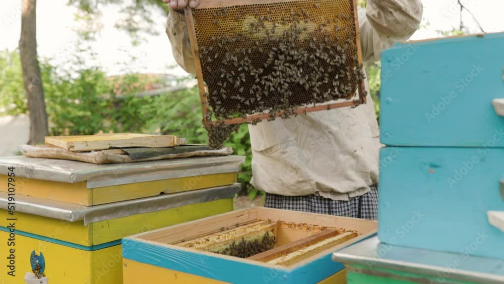 beekeeper holding a honeycomb full of bees. Beekeeper inspecting honeycomb frame at apiary. Beekeeping concept slow motion video lifestyle. beekeeper holding a honeycomb full of bees.