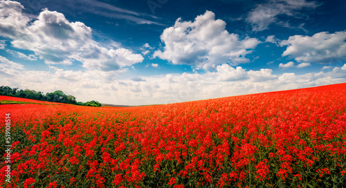 Red flower blooming in June. Colorful summer view of field of blossom colza. Amazing morning scene of countryside. Beauty of nature concept background.