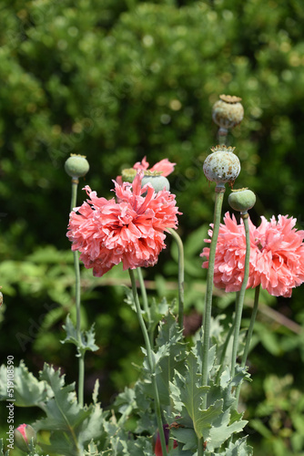 Poppy Garden with Flowering Pink Poppies and Seed Pods