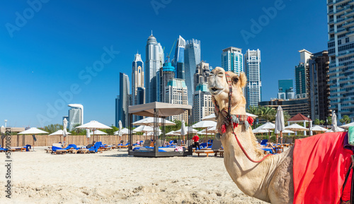 Camel on Dubai jumeirah beach with marina skyscrapers in UAE