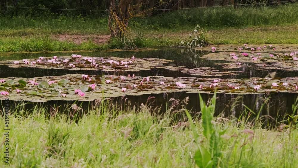 A pond with lilies. Large pond overgrown with water lilies. A pond with lilies. Large pond overgrown with water lilies.
