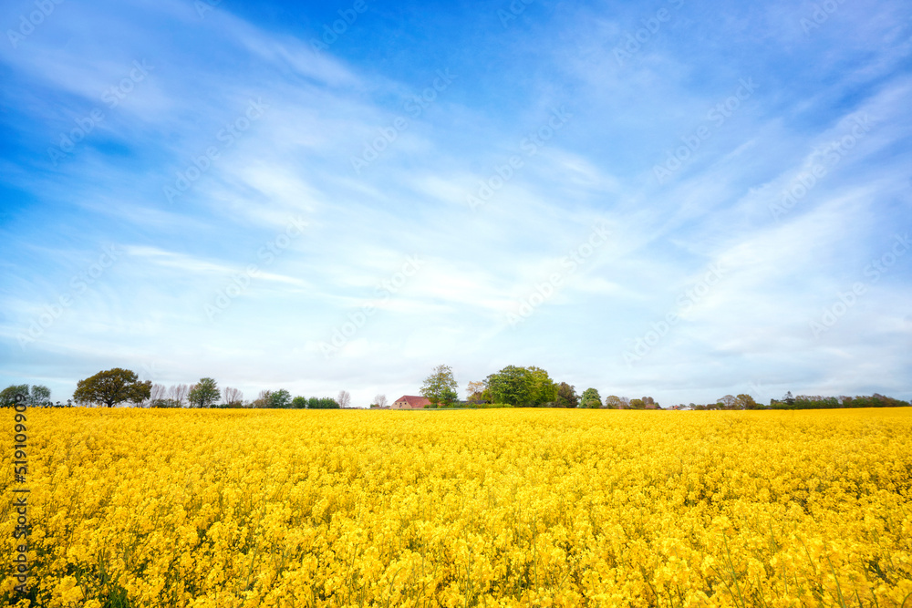 Yellow canola field in a rural scenery