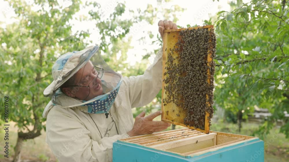 beekeeper holding a honeycomb full of bees. Beekeeper inspecting honeycomb frame at apiary. Beekeeping concept slow motion video lifestyle. beekeeper holding a honeycomb full of bees. beekeeper holding a honeycomb full of bees. Beekeeper inspecting honeycomb frame at apiary. Beekeeping concept slow motion video lifestyle. beekeeper holding a honeycomb full of bees.