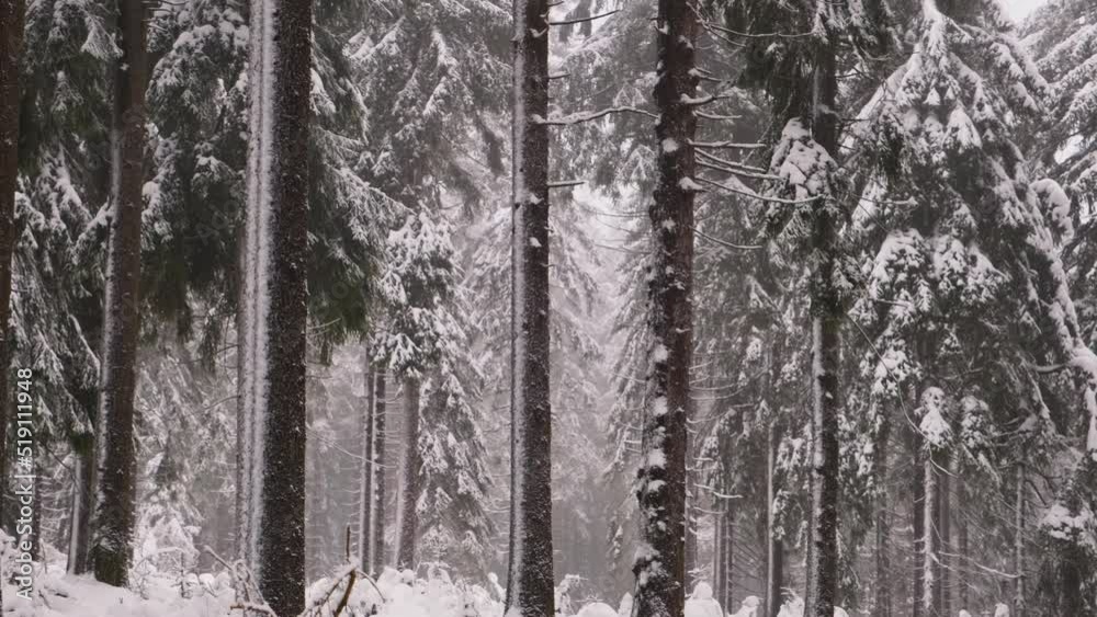 Trees pine forest in winter. Bottom up view tranquil forest, trunks and branches cowered snow in cold winter day, natural parkland. Germany. Trees pine forest in winter. Bottom up view tranquil forest, trunks and branches cowered snow in cold winter day, natural parkland. Germany.