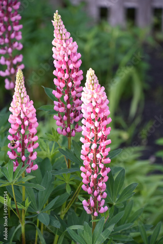 Budding and Blooming Pink Lupine Flower in a Garden