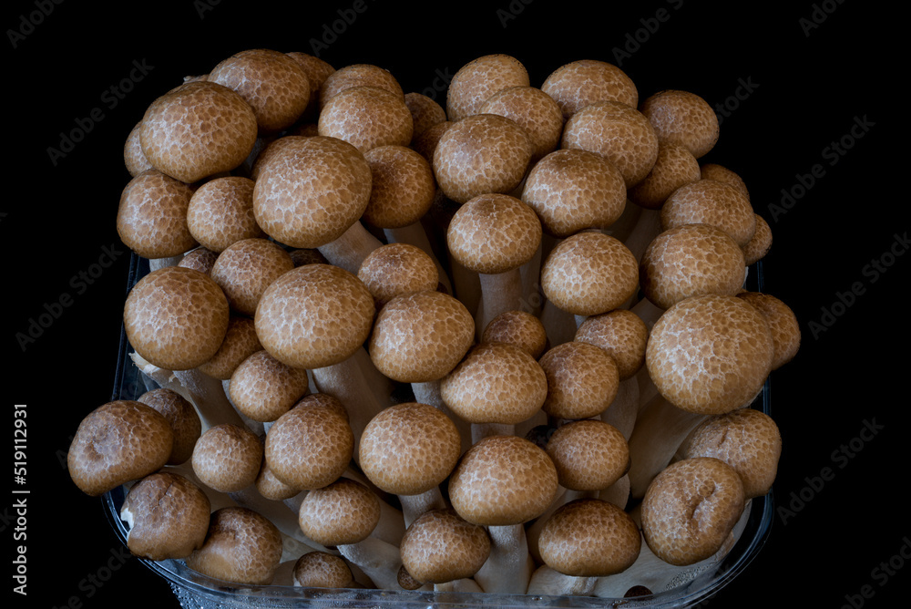 mushrooms grow on a black background, an ingredient for cooking mushrooms grow on a black background, an ingredient for cooking