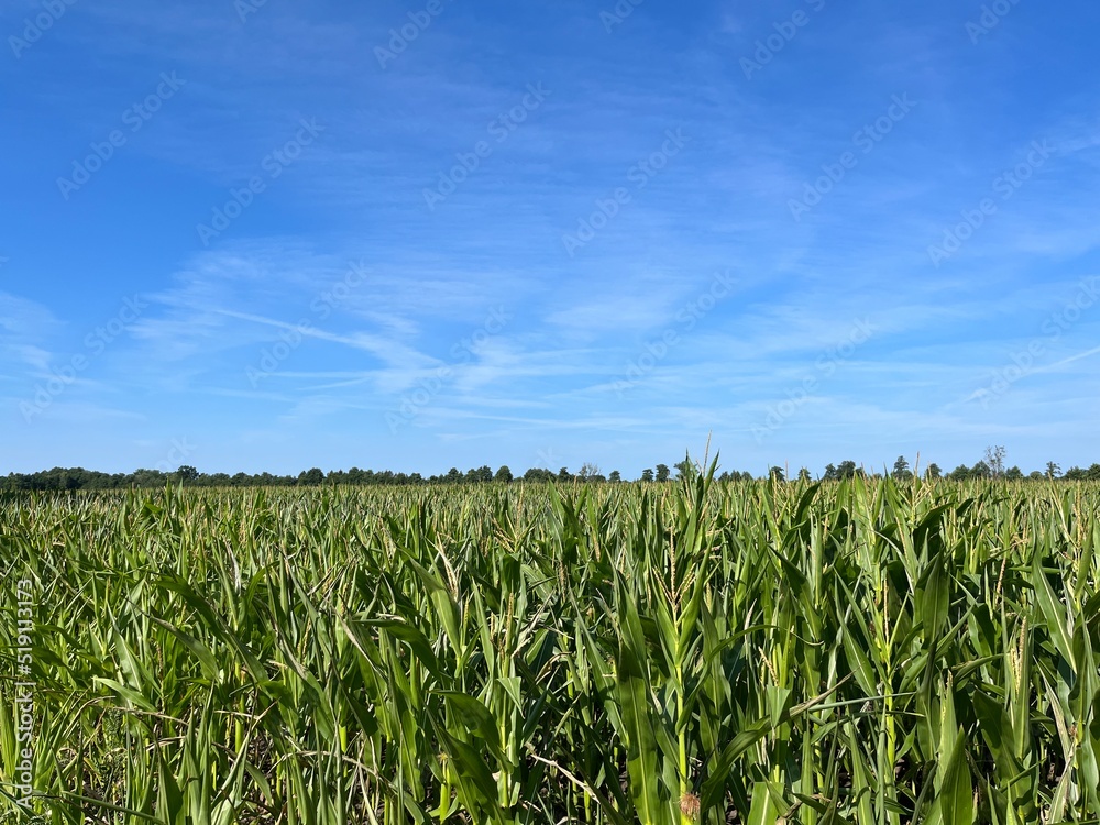 Green cornfield and blue sky background Green cornfield and blue sky background