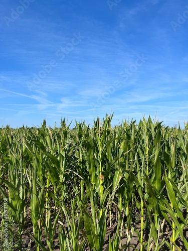 Green cornfield and blue sky background