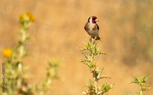 jilgueros en el campo en verano