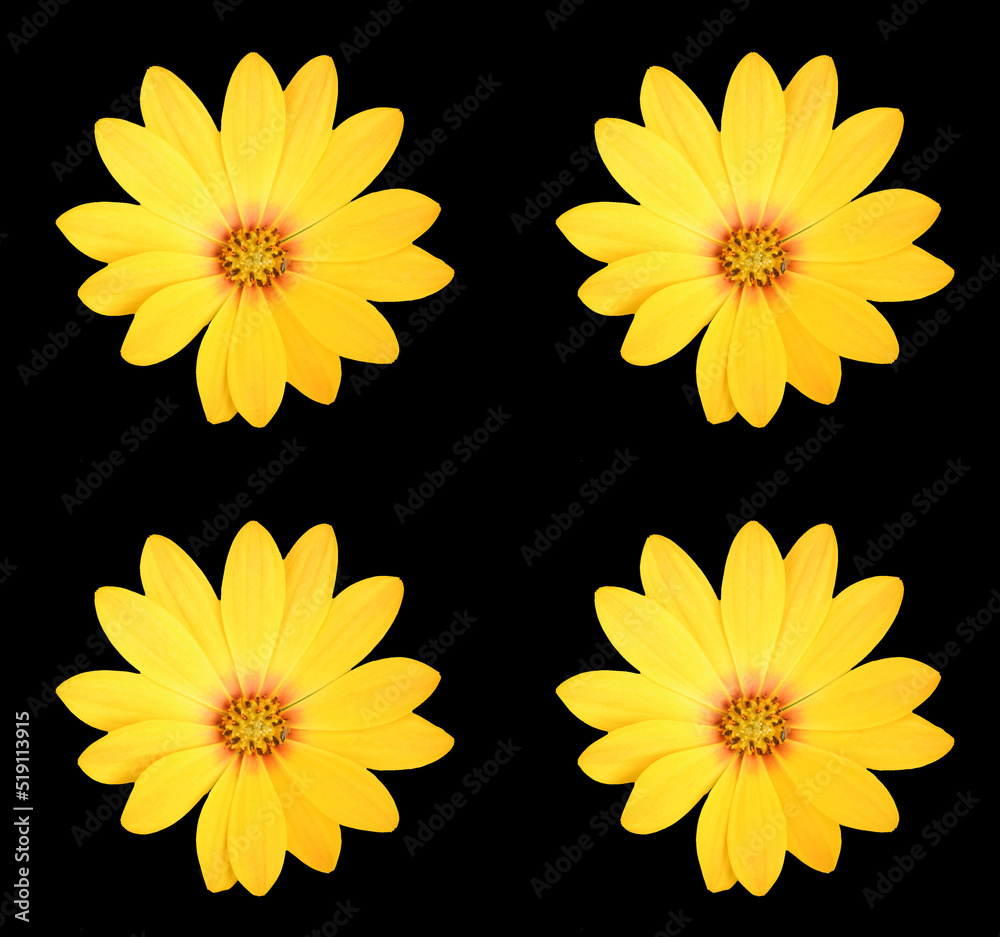Abstract floral design Abstract floral design