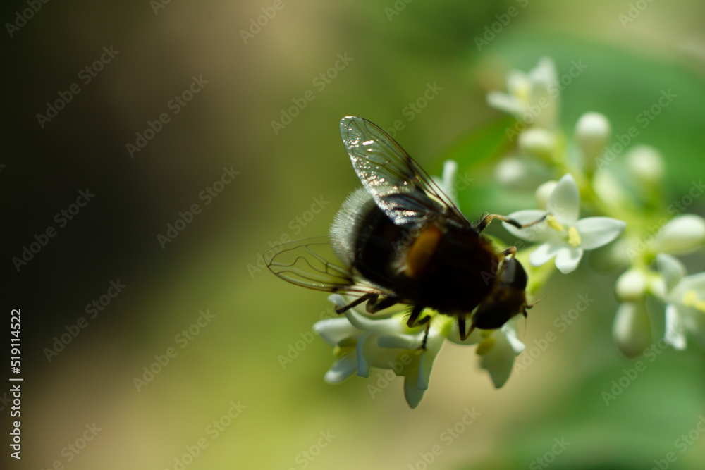 top view of Bombus terrestris on white flowers of Ligustrum vulgare during pollination top view of Bombus terrestris on white flowers of Ligustrum vulgare during pollination