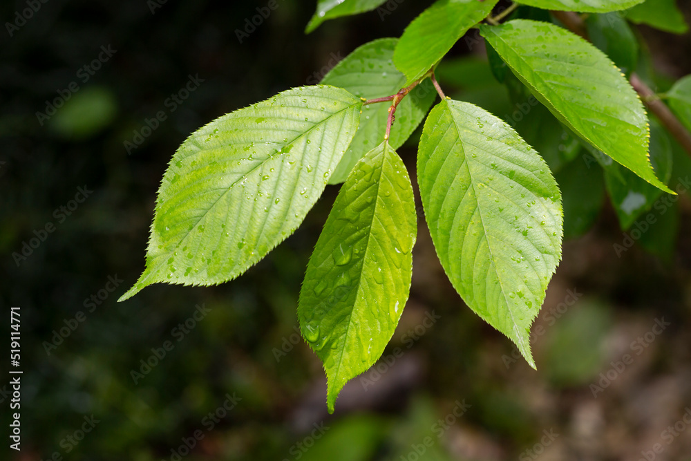 View of Prunus serrulata Japanese cherry leaves after the rain in spring. Natural background View of Prunus serrulata Japanese cherry leaves after the rain in spring. Natural background