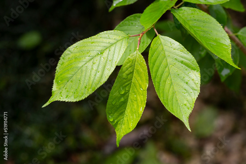View of Prunus serrulata Japanese cherry leaves after the rain in spring. Natural background