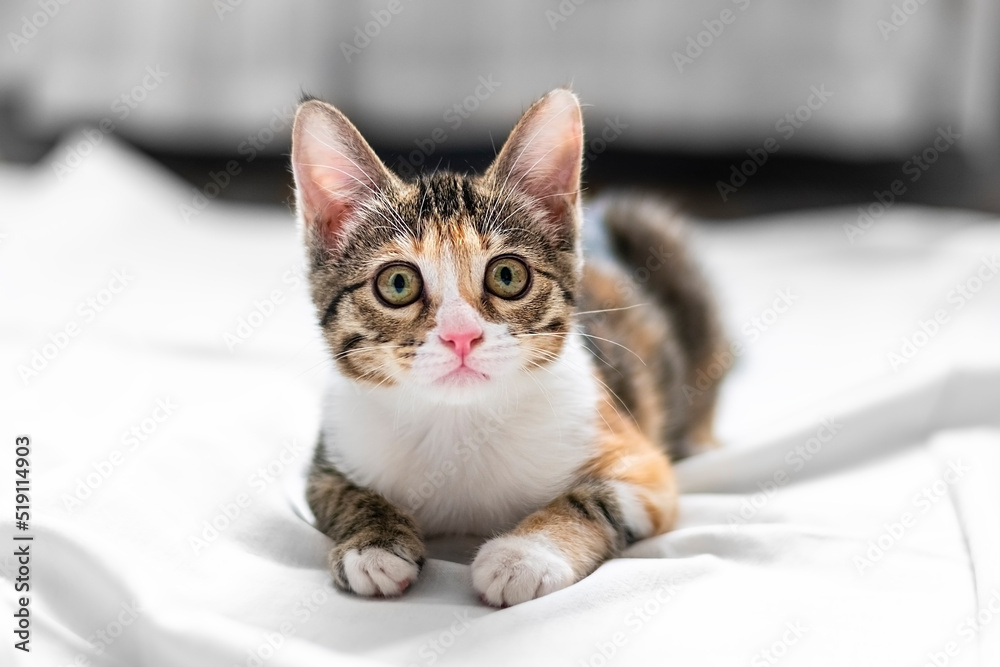Small tricolor tabby kitten with yellow eyes lies on white sheet in bed Cute domestic pet resting in home