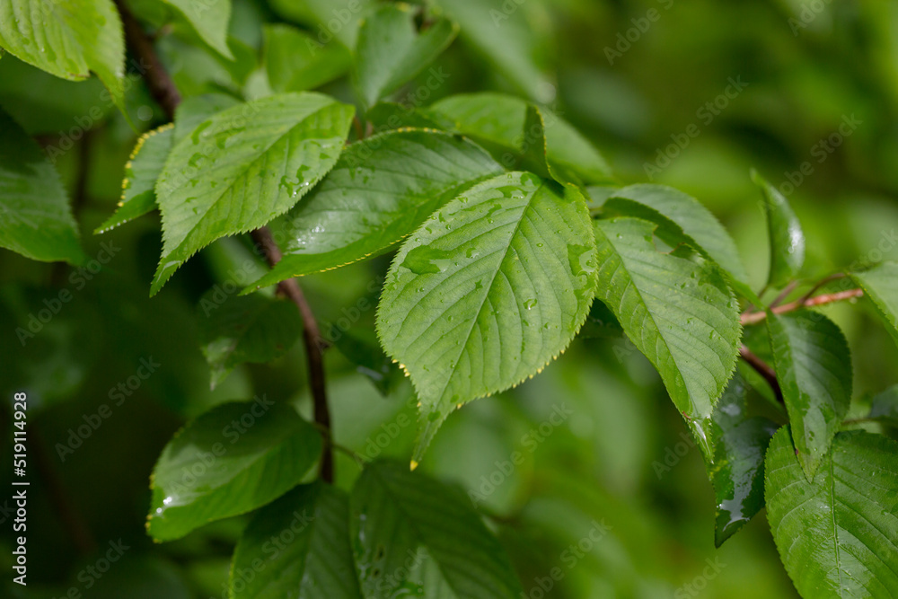 View of Prunus serrulata Japanese cherry leaves after the rain in spring. Natural background View of Prunus serrulata Japanese cherry leaves after the rain in spring. Natural background