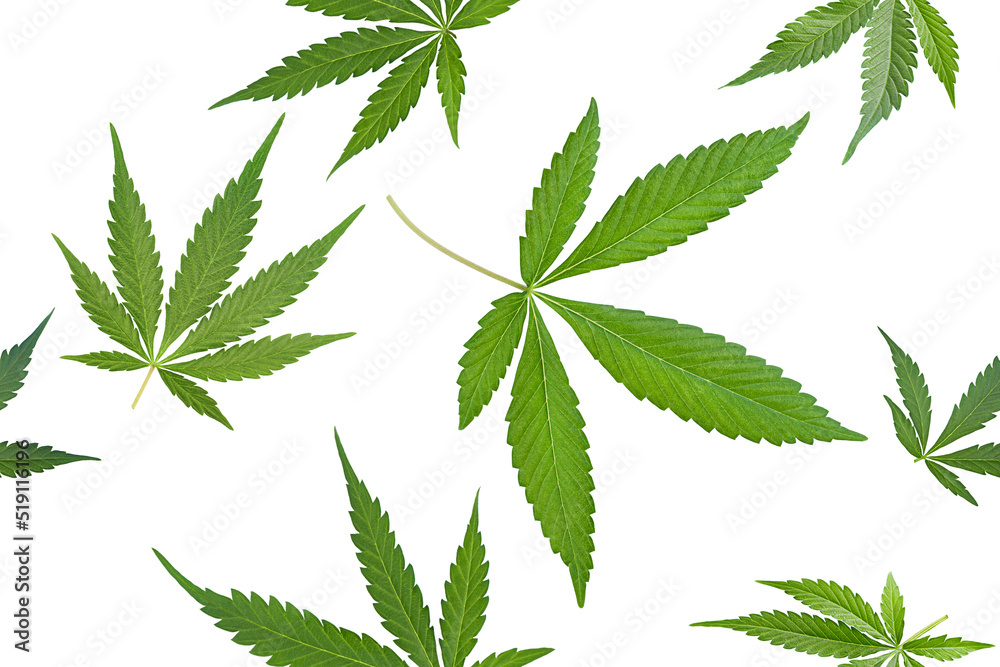 seamless pattern of hemp leaves on a white isolated background seamless pattern of hemp leaves on a white isolated background