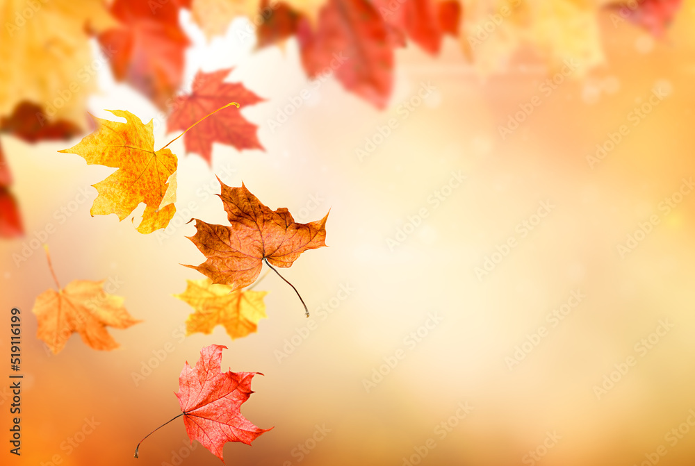 falling leaves on defocused autumn background falling leaves on defocused autumn background
