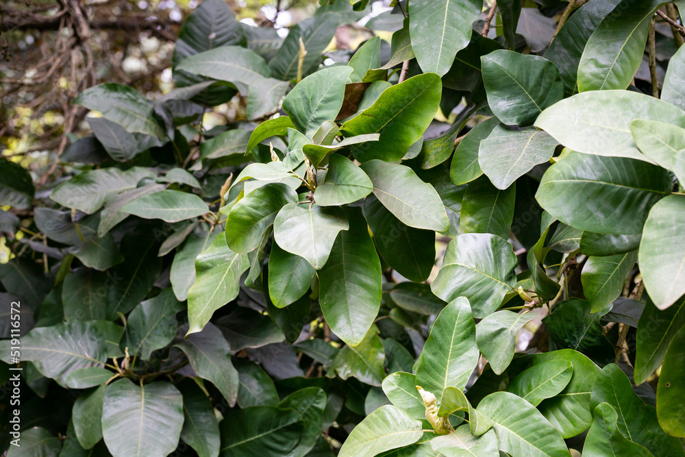 Fototapeta premium Beautiful magnolia leaves in a tropical park as a background