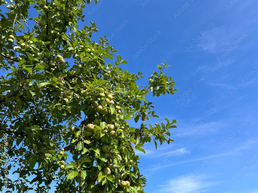 Fototapeta premium Fresh apples on the tree branches, organic apples