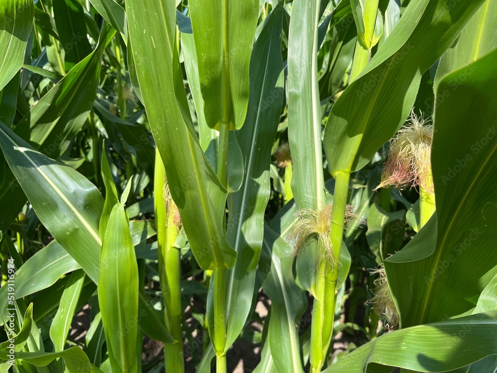 Fototapeta premium fresh green corn in the cornfield