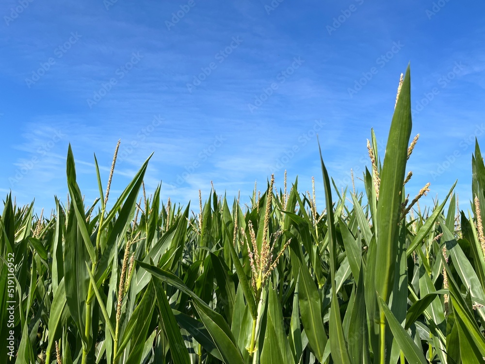 Fototapeta premium Green cornfield and blue sky background