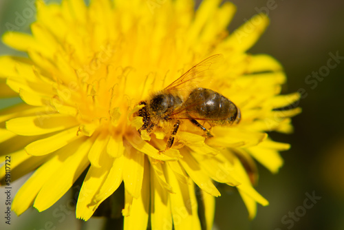 a bee collecting nectase from a dandelion