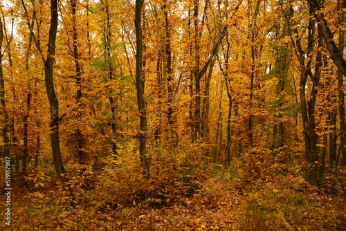 Autumn Ochres in the Brown Bear Territory