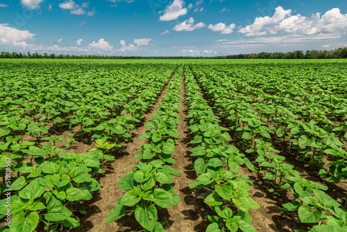 Cuadro en lienzo rows of young, green, powerful sunflowers, clean from diseases, weeds, and insec