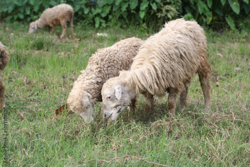 Flock of sheep grazing on a meadow, sheep eating grass on a farmland Flock of sheep grazing on a meadow, sheep eating grass on a farmland