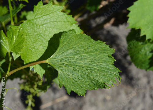 Chemical burn on the grapevine plant. Wrinkled grape vine leaves with chemical burn of uncontrolled herbicide usage.
