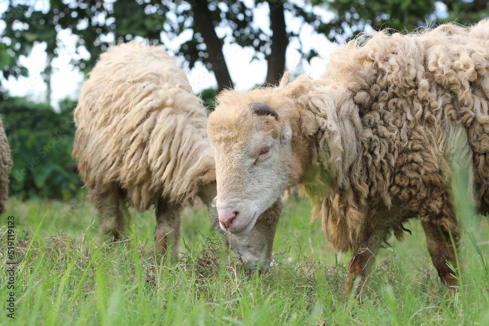 Closeup shot of a flock of sheep eating grass, a flock of sheep grazing on a meadow Closeup shot of a flock of sheep eating grass, a flock of sheep grazing on a meadow