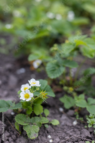Strawberry plant in blossom. Agriculture, gardening concept.