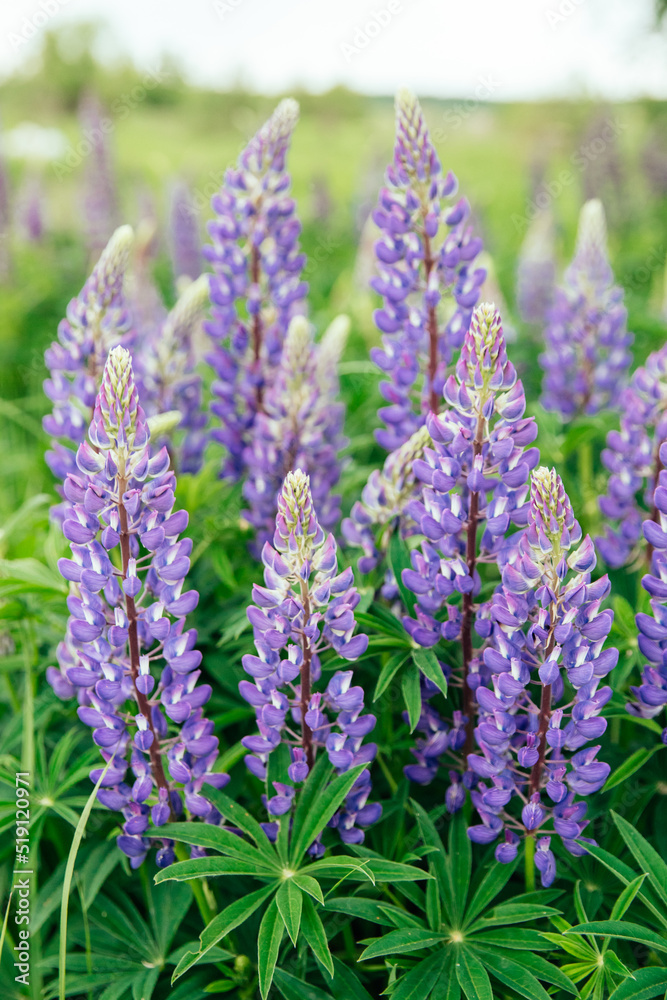 Obraz premium Blooming purple, violet lupine flowers on the field in summer