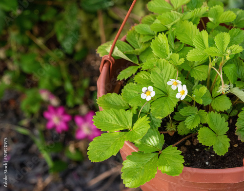 wild strawberries in a pot in the garden